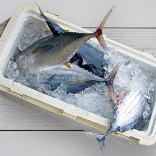 Fish in a cooler